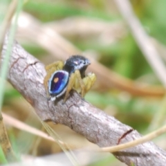 Maratus hesperus at Rendezvous Creek, ACT - 22 Oct 2023