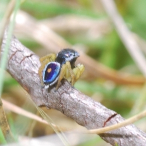 Maratus hesperus at Rendezvous Creek, ACT - 22 Oct 2023 02:43 PM