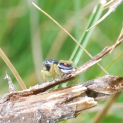 Maratus hesperus at Rendezvous Creek, ACT - 22 Oct 2023