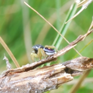 Maratus hesperus at Rendezvous Creek, ACT - 22 Oct 2023