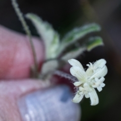 Xanthosia pilosa (Woolly Xanthosia) at Penrose - 23 Oct 2023 by Aussiegall