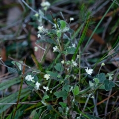 Xanthosia pilosa at Penrose, NSW - 23 Oct 2023 06:20 PM