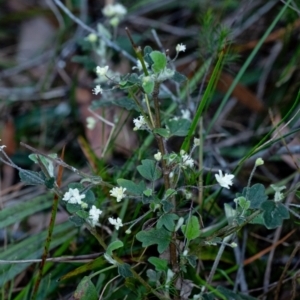 Xanthosia pilosa at Penrose, NSW - 23 Oct 2023