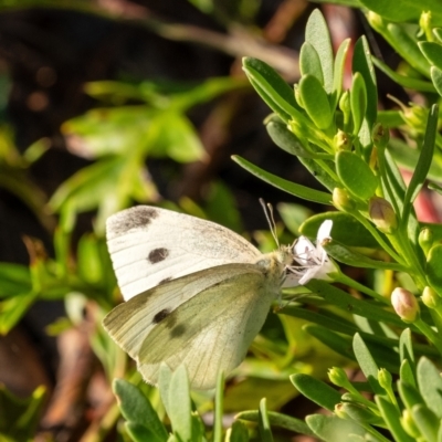 Pieris rapae (Cabbage White) at Penrose - 23 Oct 2023 by Aussiegall