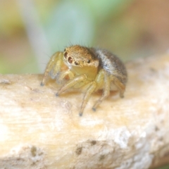 Maratus hesperus ("Venus" Peacock Spider) at Namadgi National Park - 22 Oct 2023 by Harrisi