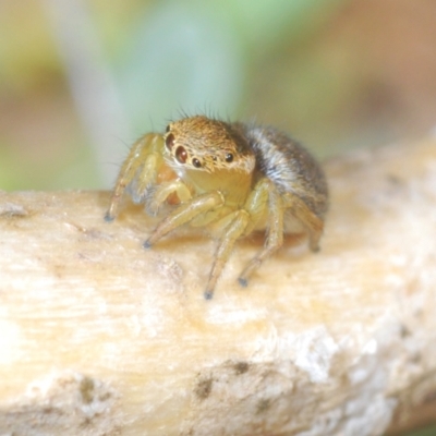 Maratus hesperus (Venus Peacock Spider) at Rendezvous Creek, ACT - 22 Oct 2023 by Harrisi