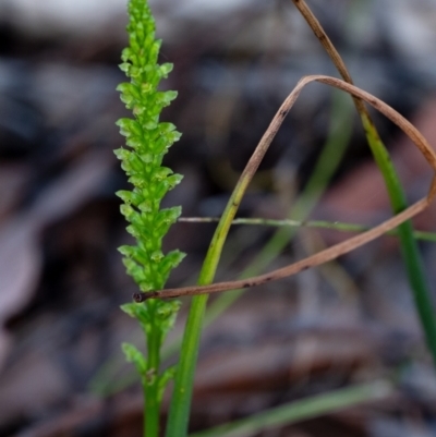 Microtis parviflora at Penrose - 23 Oct 2023 by Aussiegall