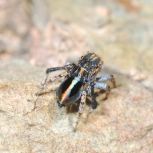 Maratus chrysomelas at Namadgi National Park - 22 Oct 2023