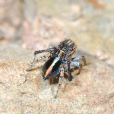 Maratus chrysomelas (Variable Peacock Spider) at Rendezvous Creek, ACT - 22 Oct 2023 by Harrisi