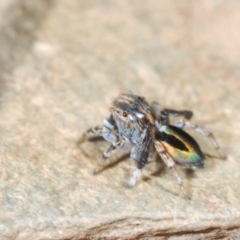 Maratus chrysomelas at Namadgi National Park - 22 Oct 2023