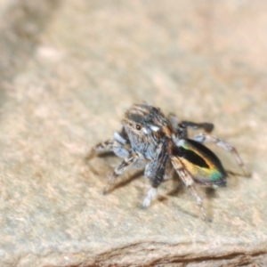 Maratus chrysomelas at Namadgi National Park - 22 Oct 2023