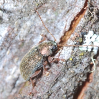 Edusella lineata (Leaf beetle) at Namadgi National Park - 22 Oct 2023 by Harrisi