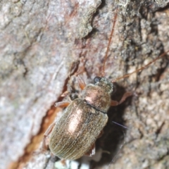 Edusella lineata at Rendezvous Creek, ACT - 22 Oct 2023 12:27 PM