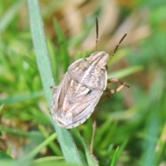 Unidentified Shield, Stink or Jewel Bug (Pentatomoidea) at Namadgi National Park - 22 Oct 2023 by Harrisi
