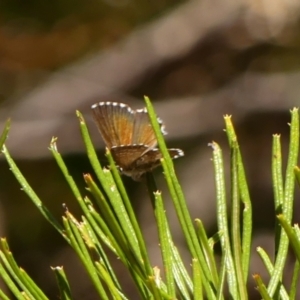 Neolucia agricola at Colo Vale, NSW - suppressed