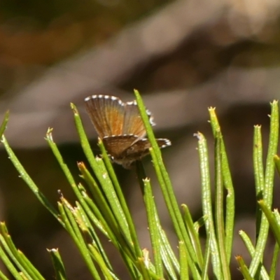 Neolucia agricola (Fringed Heath-blue) at Colo Vale - 20 Oct 2023 by Curiosity