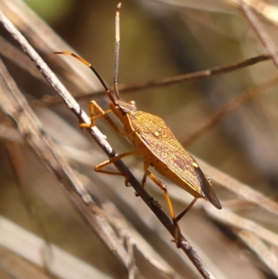 Poecilometis strigatus (Gum Tree Shield Bug) at Colo Vale - 20 Oct 2023 by Curiosity