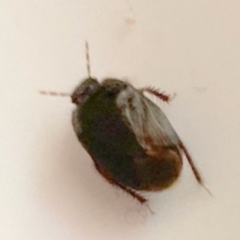 Adrisa sp. (genus) at Murga, NSW - suppressed