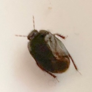 Adrisa sp. (genus) at Murga, NSW - suppressed