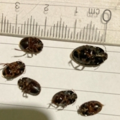 Adrisa sp. (genus) at Murga, NSW - suppressed