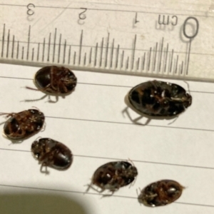 Adrisa sp. (genus) at Murga, NSW - suppressed