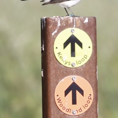 Rhipidura leucophrys (Willie Wagtail) at Jerrabomberra Wetlands - 21 Oct 2023 by JimL