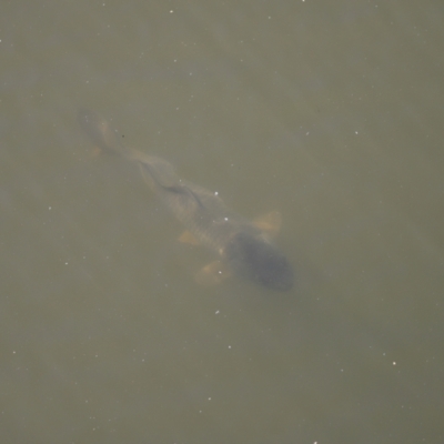 Cyprinus carpio (Common Carp) at Fyshwick, ACT - 22 Oct 2023 by JimL