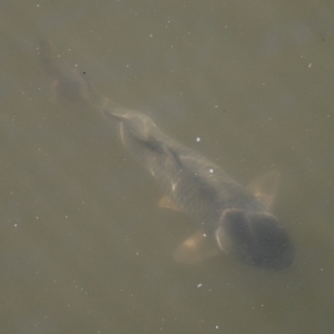 Cyprinus carpio at Fyshwick, ACT - 22 Oct 2023