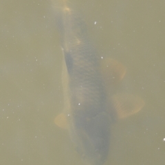 Cyprinus carpio at Fyshwick, ACT - 22 Oct 2023