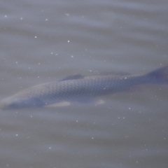 Cyprinus carpio at Fyshwick, ACT - 22 Oct 2023