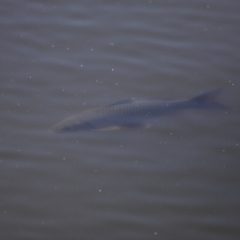 Cyprinus carpio at Fyshwick, ACT - 22 Oct 2023 09:36 AM