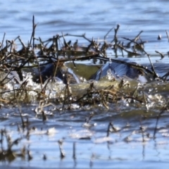 Cyprinus carpio (Common Carp) at Jerrabomberra Wetlands - 22 Oct 2023 by JimL