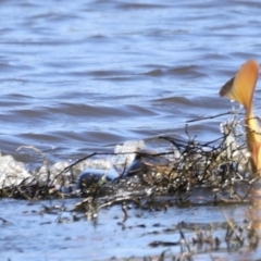 Cyprinus carpio at Fyshwick, ACT - 22 Oct 2023