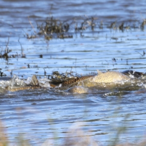 Cyprinus carpio at Fyshwick, ACT - 22 Oct 2023