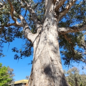 Eucalyptus polyanthemos subsp. polyanthemos at Acton, ACT - 24 Oct 2023