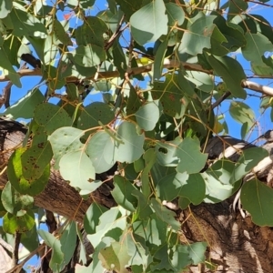 Eucalyptus polyanthemos subsp. polyanthemos at Acton, ACT - 24 Oct 2023