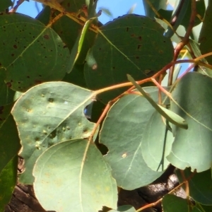 Eucalyptus polyanthemos subsp. polyanthemos at Acton, ACT - 24 Oct 2023