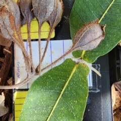 Angophora hispida (Dwarf Apple) at Australian National University - 23 Oct 2023 by Steve818