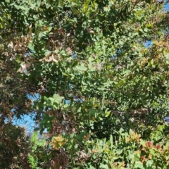 Angophora hispida at Acton, ACT - 24 Oct 2023