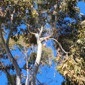 Corymbia citriodora at Acton, ACT - 24 Oct 2023