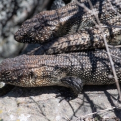 Egernia cunninghami (Cunningham's Skink) at Umbagong District Park - 23 Oct 2023 by Untidy