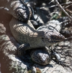 Egernia cunninghami at Latham, ACT - 23 Oct 2023