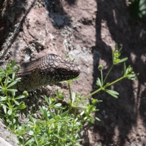 Egernia cunninghami at Latham, ACT - 23 Oct 2023