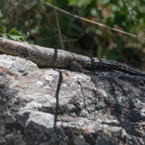 Egernia cunninghami at Latham, ACT - 23 Oct 2023