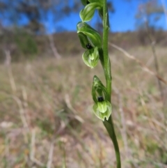 Hymenochilus bicolor (Black-tip Greenhood) at Tuggeranong, ACT - 23 Oct 2023 by MatthewFrawley