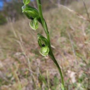 Hymenochilus bicolor (ACT) = Pterostylis bicolor (NSW) at Tuggeranong, ACT - suppressed