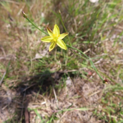 Tricoryne elatior (Yellow Rush Lily) at Mount Taylor - 23 Oct 2023 by MatthewFrawley
