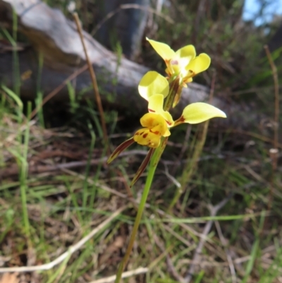 Diuris sulphurea (Tiger Orchid) at Mount Taylor - 23 Oct 2023 by MatthewFrawley