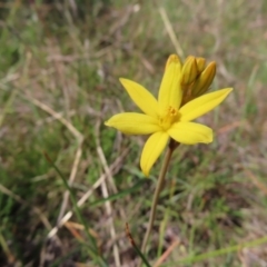 Bulbine bulbosa (Golden Lily) at Tuggeranong, ACT - 23 Oct 2023 by MatthewFrawley