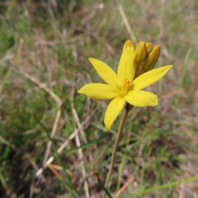 Bulbine bulbosa (Golden Lily) at Mount Taylor - 23 Oct 2023 by MatthewFrawley